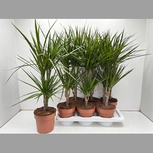 DRA MARGINATA