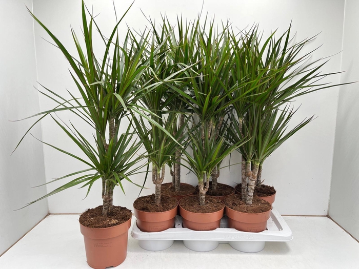 <h4>DRA MARGINATA</h4>