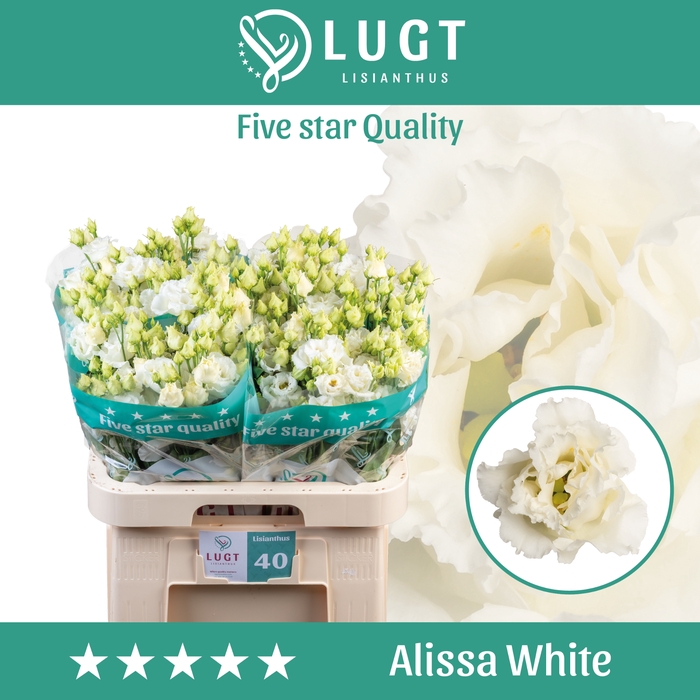 <h4>Lisianthus Alissa White</h4>