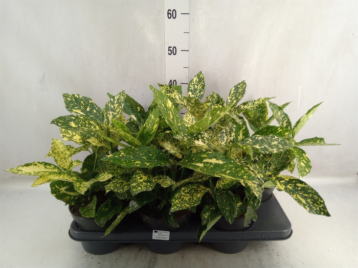 <h4>Aucuba japonica 'Variegata'</h4>