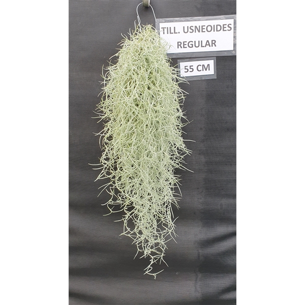 <h4>Tillandsia Usneoides Regular (spaans mos)</h4>