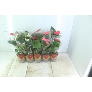 ANTHURIUM VARIADO P12