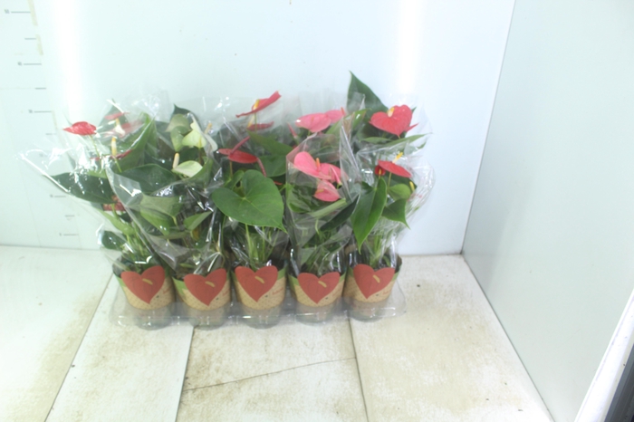 <h4>ANTHURIUM VARIADO P12</h4>
