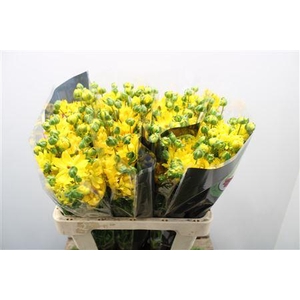 Ranunculus Moderna Proxima