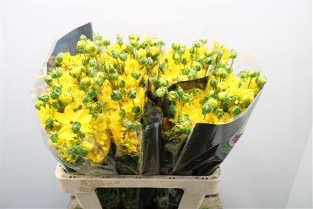 Ranunculus Moderna Proxima