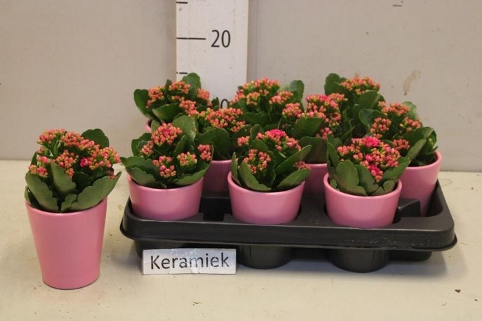 <h4>ARR KALANCHOE</h4>