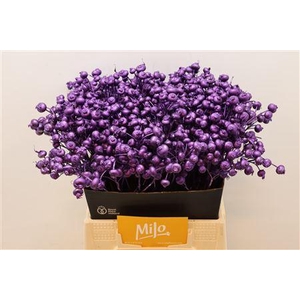 Rosa Klb Lila Donker Metallic