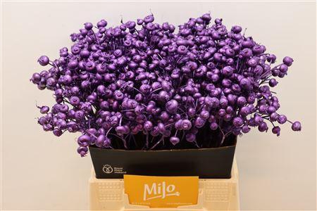 <h4>Rosa Klb Lila Donker Metallic</h4>