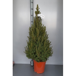 PICEA GL CONICA