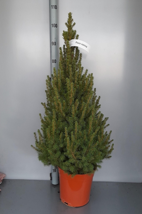 <h4>PICEA GL CONICA</h4>