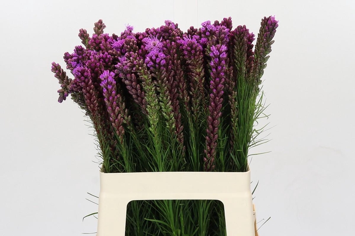 <h4>Liatris Spicata</h4>