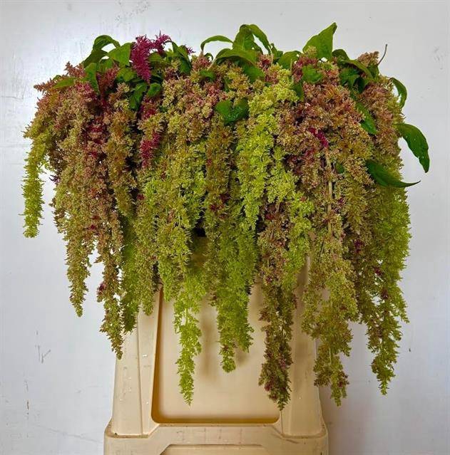 <h4>Amaranthus caudatus 'Magic Spider'</h4>