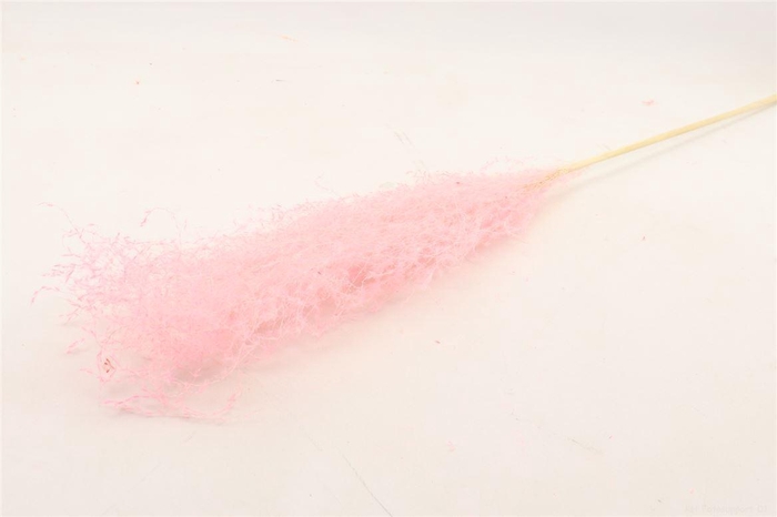 <h4>Dried Silvergrass Xl Lightpink 5pc Bunch Slv</h4>