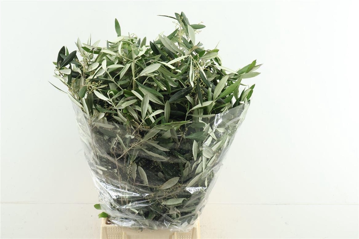 <h4>Olea europaea</h4>