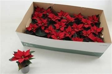 <h4>EUPHOR P MIRAGE RED</h4>