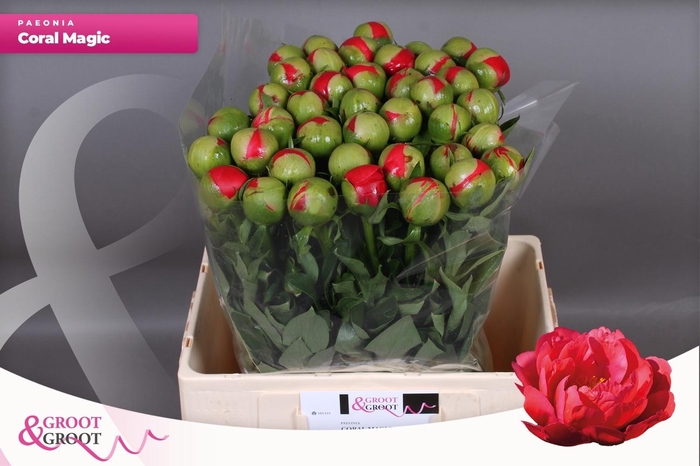 <h4>PAEO CORAL MAGIC</h4>