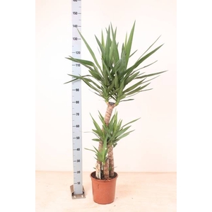 YUCCA