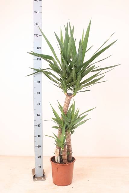 <h4>YUCCA</h4>