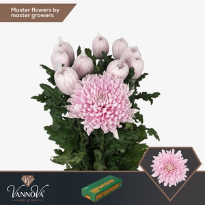 Chrysanten Honeymoon