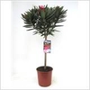 NERIUM OLEANDER OV