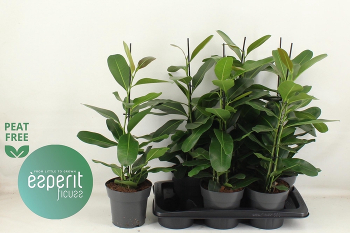 <h4>FIC MI SMILE</h4>