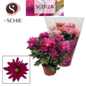 Chrysant Breeze Purple
