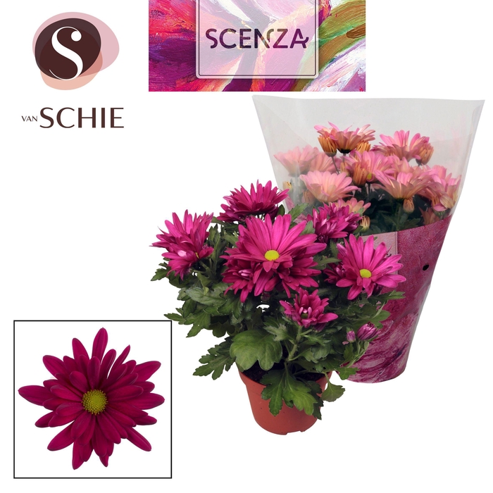 Chrysant Breeze Purple