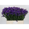 Limonium sinuatum Navy Sun Birds