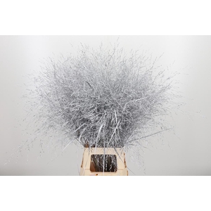 Panicum Kl Bh Zilver