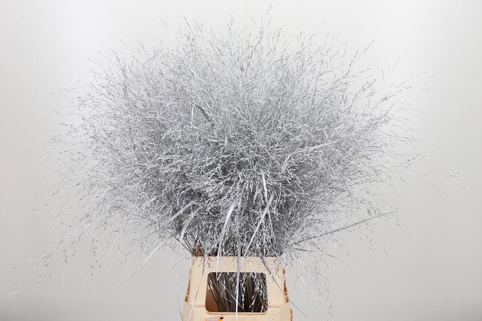 <h4>Panicum Kl Bh Zilver</h4>