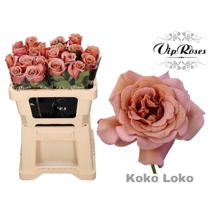 R GR KOKO LOKO