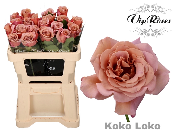 R GR KOKO LOKO