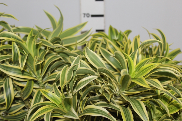 <h4>FOLHAGEM DRACENA PLEOMELE VARIEGATA</h4>