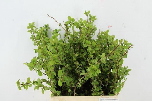 <h4>MALUS RED SENTINEL</h4>