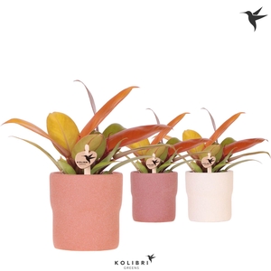 Kolibri Greens Philodendron Ruby red in Rustic pot terracotta mix
