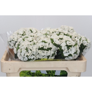 Dianthus Br Kiwi Bunny XXL