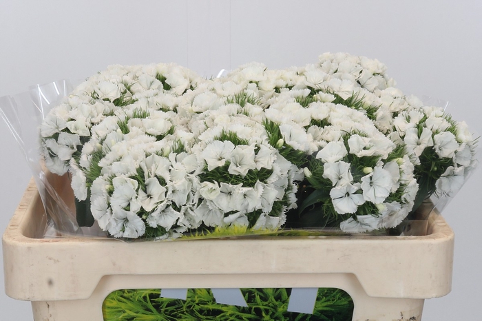 <h4>Dianthus Br Kiwi Bunny XXL</h4>