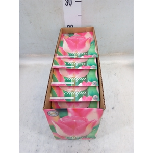 Tulipa   ...flowerbulbs