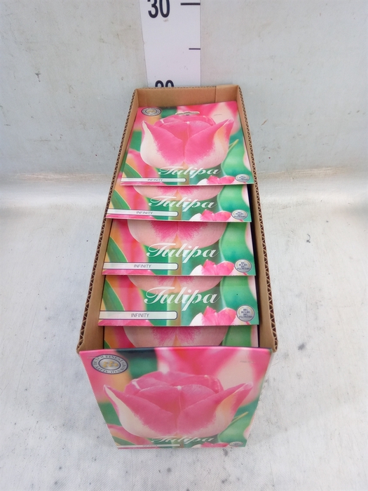 <h4>Tulipa   ...flowerbulbs</h4>