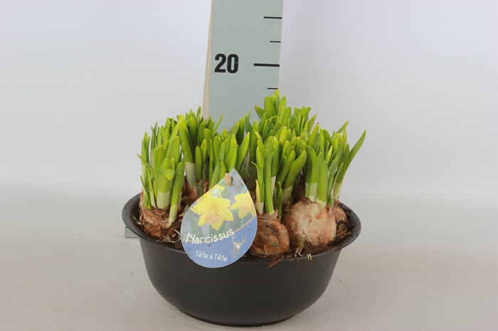 <h4>ARR NARCISSUS</h4>