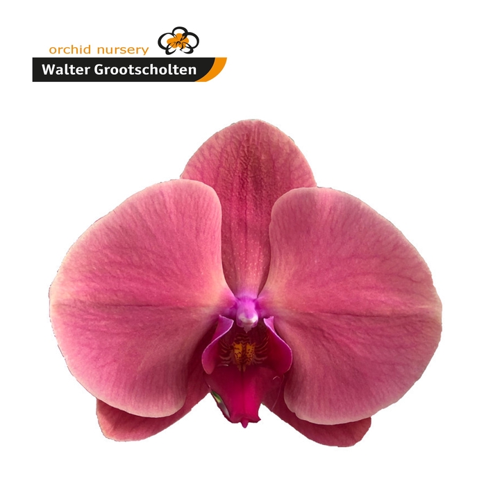 <h4>Phalaenopsis Coral Sunset 7-9 Doos</h4>