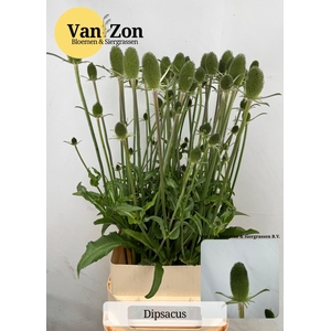 DIPSACUS