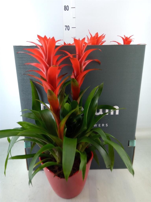 <h4>Arr. Bromelia L%</h4>