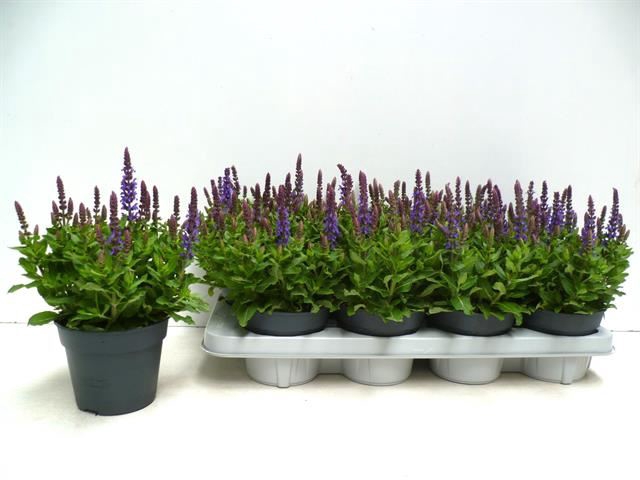 <h4>Salvia nemorosa Sensation Deep Blue</h4>