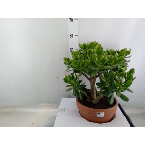 Crassula ovata