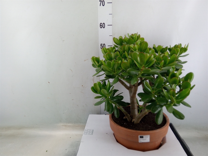 Crassula ovata