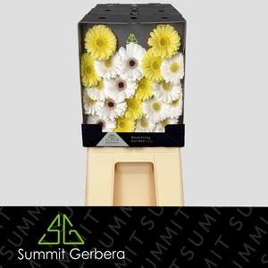 Germini Mix Dream White Snow Diamond