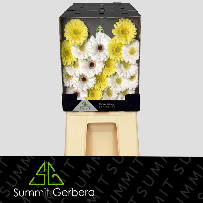 <h4>Germini Mix Dream White Snow Diamond</h4>