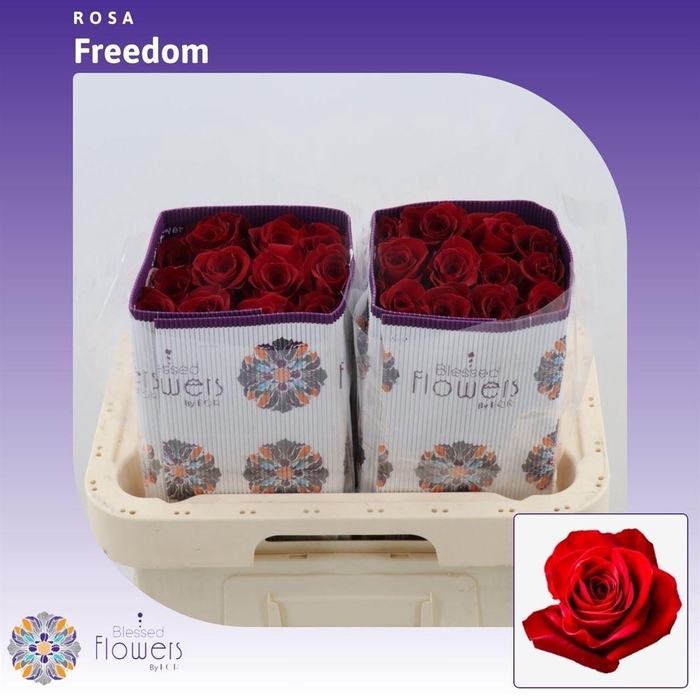 Rosa gr Freedom