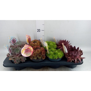 Sempervivum  'ChickCh'   ...mix